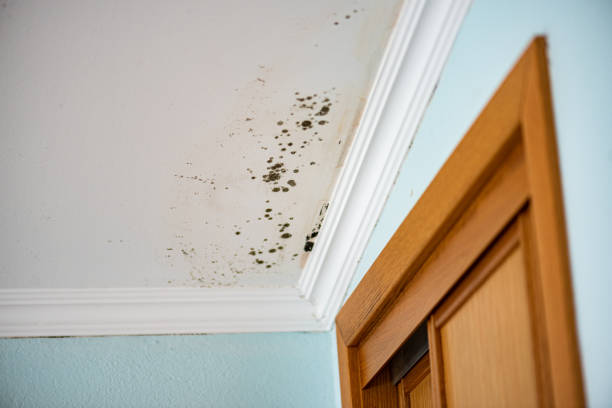 Best Certified Mold Removal  in Adams, WI