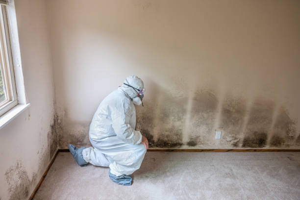 Best Commercial Mold Removal  in Adams, WI