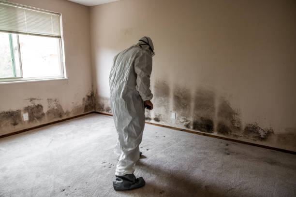 Best Office Mold Removal Services  in Adams, WI