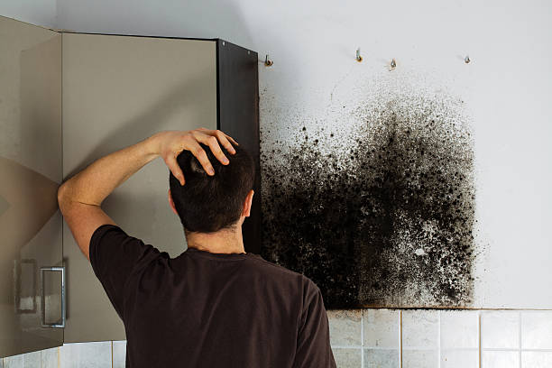 Best Mold Remediation Services  in Adams, WI